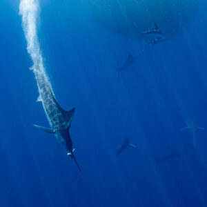 Vue verticale d’un marlin rayé plongeant avec une traînée de bulles près d’une boule de poissons, baie de Magdalena, Basse-Californie du Sud, Mexique