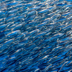 Tight close-up of a sardine school, silver spotted bodies, Magdalena Bay, Baja California Sur, Mexico