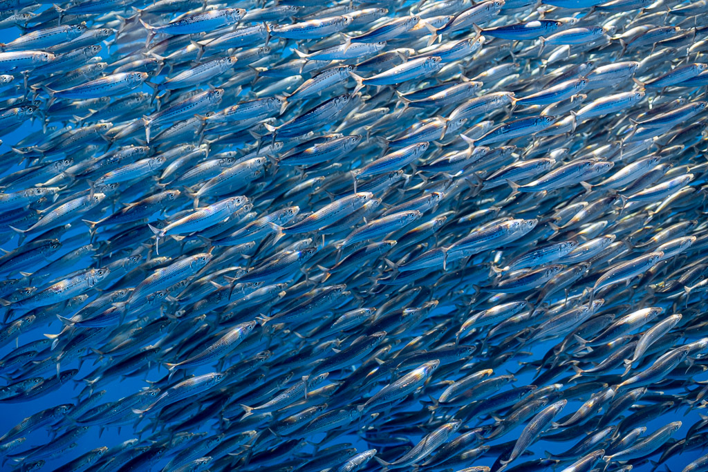 Gros plan serré d’un banc de sardines aux flancs argentés tachetés, baie de Magdalena, Basse-Californie du Sud, Mexique