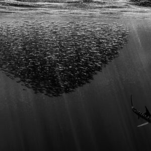 Black and white sardine bait ball with one striped marlin below, Magdalena Bay, Baja California Sur, Mexico