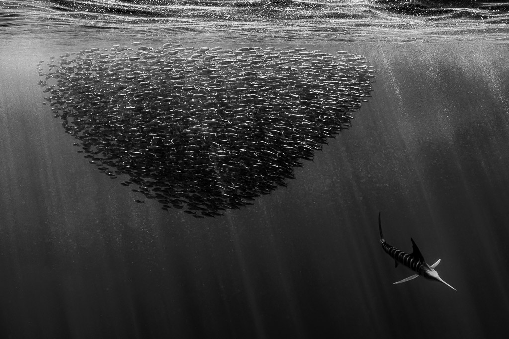 Boule de sardines en noir et blanc avec un marlin rayé en dessous, baie de Magdalena, Basse-Californie du Sud, Mexique