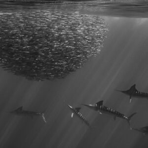 Black and white sardine bait ball with five striped marlins patrolling below, Magdalena Bay, Baja California Sur, Mexico