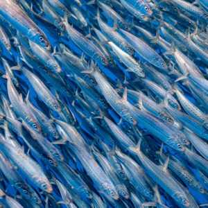 Close-up of densely packed sardines swimming diagonally, Magdalena Bay, Baja California Sur, Mexico