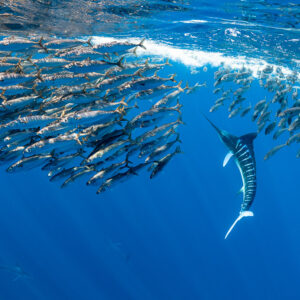 Striped marlin turning upward through a mackerel school near the surface, Magdalena Bay, Baja California Sur, Mexico