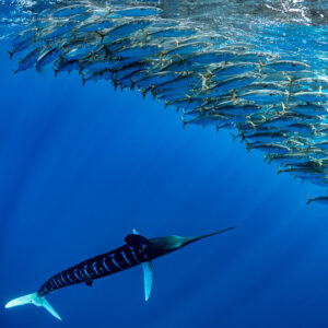 Striped marlin passing horizontally below a curving mackerel school, Magdalena Bay, Baja California Sur, Mexico