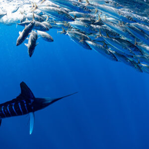 Striped marlin cruising under a mackerel bait ball, mackerel scattering above, Magdalena Bay, Baja California Sur, Mexico