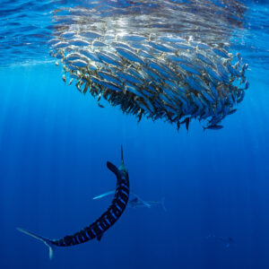 Striped marlin curving below a compact mackerel bait ball, vertical framing, Magdalena Bay, Baja California Sur, Mexico