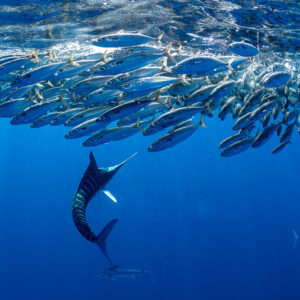 Striped marlin bending upward toward a mackerel bait ball, Magdalena Bay, Baja California Sur, Mexico