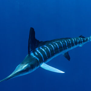 Vue latérale rapprochée d’un marlin rayé aux rayures bleues en pleine eau, baie de Magdalena, Basse-Californie du Sud, Mexique