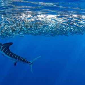 Striped marlin climbing toward a flattened mackerel bait ball, Magdalena Bay, Baja California Sur, Mexico