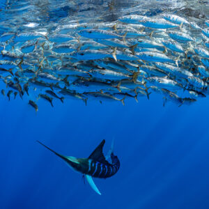 Striped marlin turning sharply beneath a mackerel bait ball, Magdalena Bay, Baja California Sur, Mexico