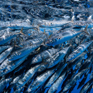Close-up of chub mackerel packed tightly under the surface, Magdalena Bay, Baja California Sur, Mexico