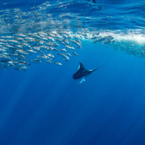 Striped marlin below a mackerel bait ball, scuba diver at bottom left, Magdalena Bay, Baja California Sur, Mexico