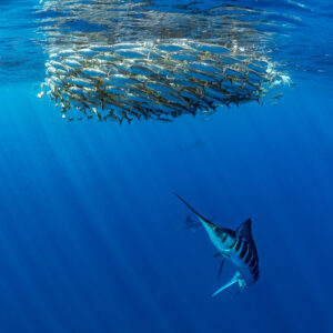 Striped marlin below a small mackerel bait ball, vertical framing, Magdalena Bay, Baja California Sur, Mexico