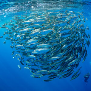 Round mackerel bait ball with a scuba diver and a distant marlin, Magdalena Bay, Baja California Sur, Mexico
