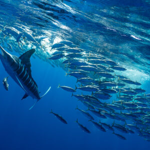 Marlin rayé chargeant un banc de maquereaux en surface, baie de Magdalena, Basse-Californie du Sud, Mexique