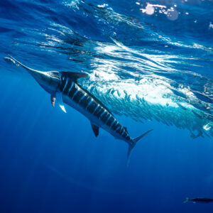 Striped marlin slicing through a mackerel school under a bright surface, Magdalena Bay, Baja California Sur, Mexico