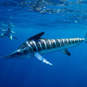 Striped marlin passing close in profile with a snorkeler behind, Magdalena Bay, Baja California Sur, Mexico