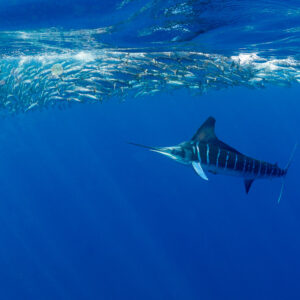 Striped marlin near a mackerel bait ball with a scuba diver, Magdalena Bay, Baja California Sur, Mexico