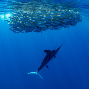 Striped marlin seen from behind below a mackerel bait ball, vertical framing, Magdalena Bay, Baja California Sur, Mexico