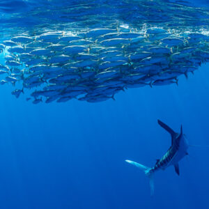 Striped marlin turning below a wide mackerel bait ball, Magdalena Bay, Baja California Sur, Mexico