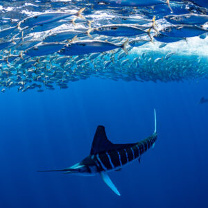 Striped marlin with raised dorsal fin below mackerel at the surface, Magdalena Bay, Baja California Sur, Mexico