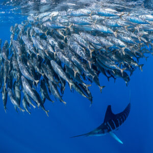 Striped marlin approaching a tight cone of mackerel, Magdalena Bay, Baja California Sur, Mexico