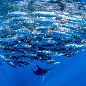 Striped marlin under a dense round mackerel bait ball, Magdalena Bay, Baja California Sur, Mexico