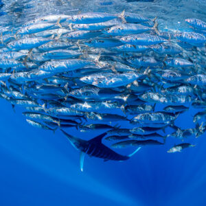 Striped marlin almost hidden beneath a large mackerel bait ball, Magdalena Bay, Baja California Sur, Mexico