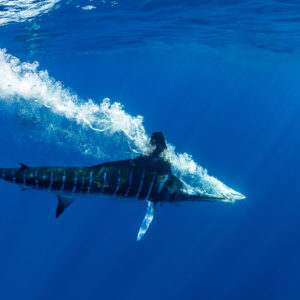 Striped marlin trailing a white bubble stream after a surface strike, Magdalena Bay, Baja California Sur, Mexico