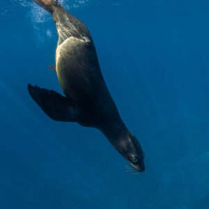 California sea lion diving head down from the surface, vertical framing, La Paz, Baja California Sur, Mexico