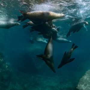 Groupe d’otaries jouant dans les remous de surface au-dessus des rochers, La Paz, Basse-Californie du Sud, Mexique