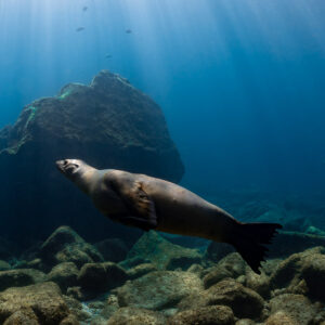 Sea lion gliding over a rocky reef under sun rays, boulder behind, La Paz, Baja California Sur, Mexico