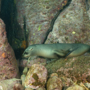 Young sea lion lying on pink encrusted rocks, La Paz, Baja California Sur, Mexico