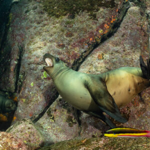 Young sea lion with open mouth on rocks, Cortez rainbow wrasse in foreground, La Paz, Baja California Sur, Mexico