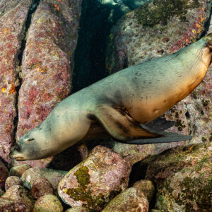 Young sea lion sliding along a pink rocky crevice, La Paz, Baja California Sur, Mexico