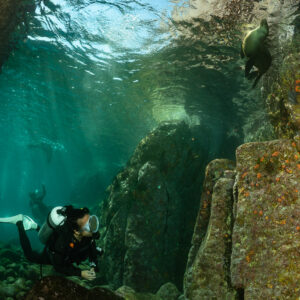 Scuba diver in a rocky channel watching a sea lion above, La Paz, Baja California Sur, Mexico