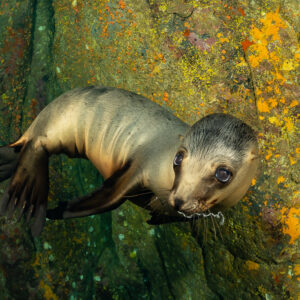 Curious young sea lion portrait among orange-encrusted rocks, La Paz, Baja California Sur, Mexico