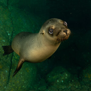 Young sea lion facing the camera with large eyes, dark green background, La Paz, Baja California Sur, Mexico