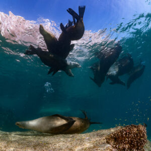 Sea lions twisting below the surface, one resting on the bottom, vertical, La Paz, Baja California Sur, Mexico