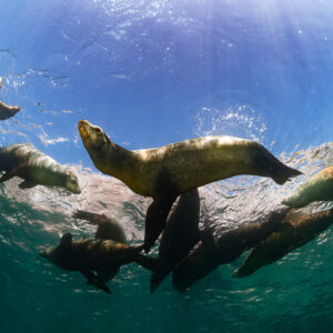 Group of sea lions swimming just below the bright surface, low angle, La Paz, Baja California Sur, Mexico