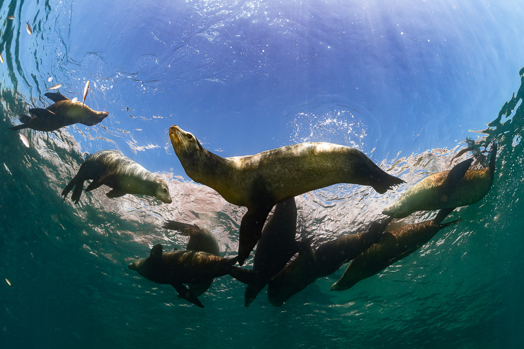 Groupe d’otaries nageant juste sous la surface lumineuse, contre-plongée, La Paz, Basse-Californie du Sud, Mexique