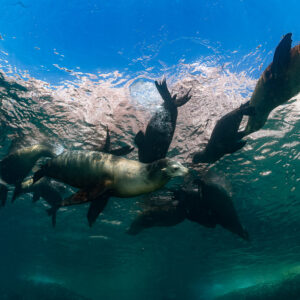 Groupe serré d’otaries plongeant depuis la surface, La Paz, Basse-Californie du Sud, Mexique
