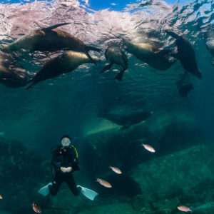 Plongeur en stabilisation sous un groupe d’otaries près de la surface, La Paz, Basse-Californie du Sud, Mexique