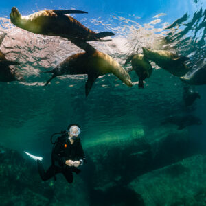 Plongeur sous un groupe d’otaries en surface, cadrage plus serré, La Paz, Basse-Californie du Sud, Mexique