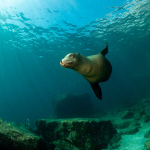 Sea lion turning toward the camera in green water, La Paz, Baja California Sur, Mexico