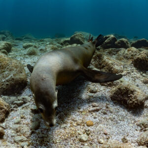 Sea lion nosing the sandy rubble bottom, La Paz, Baja California Sur, Mexico