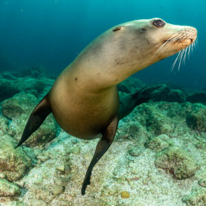 Close portrait of a sea lion with long whiskers swimming over rubble, La Paz, Baja California Sur, Mexico