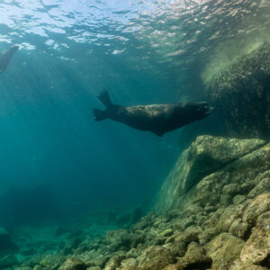 Sea lion swimming along a rocky slope in green water, La Paz, Baja California Sur, Mexico