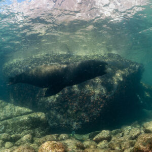 Dark sea lion swimming past a large boulder in green water, La Paz, Baja California Sur, Mexico